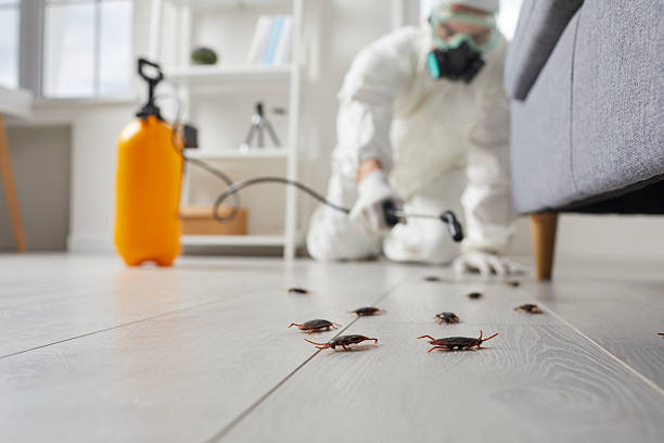 Commercial Kitchen Cockroach Control in Wheat Ridge